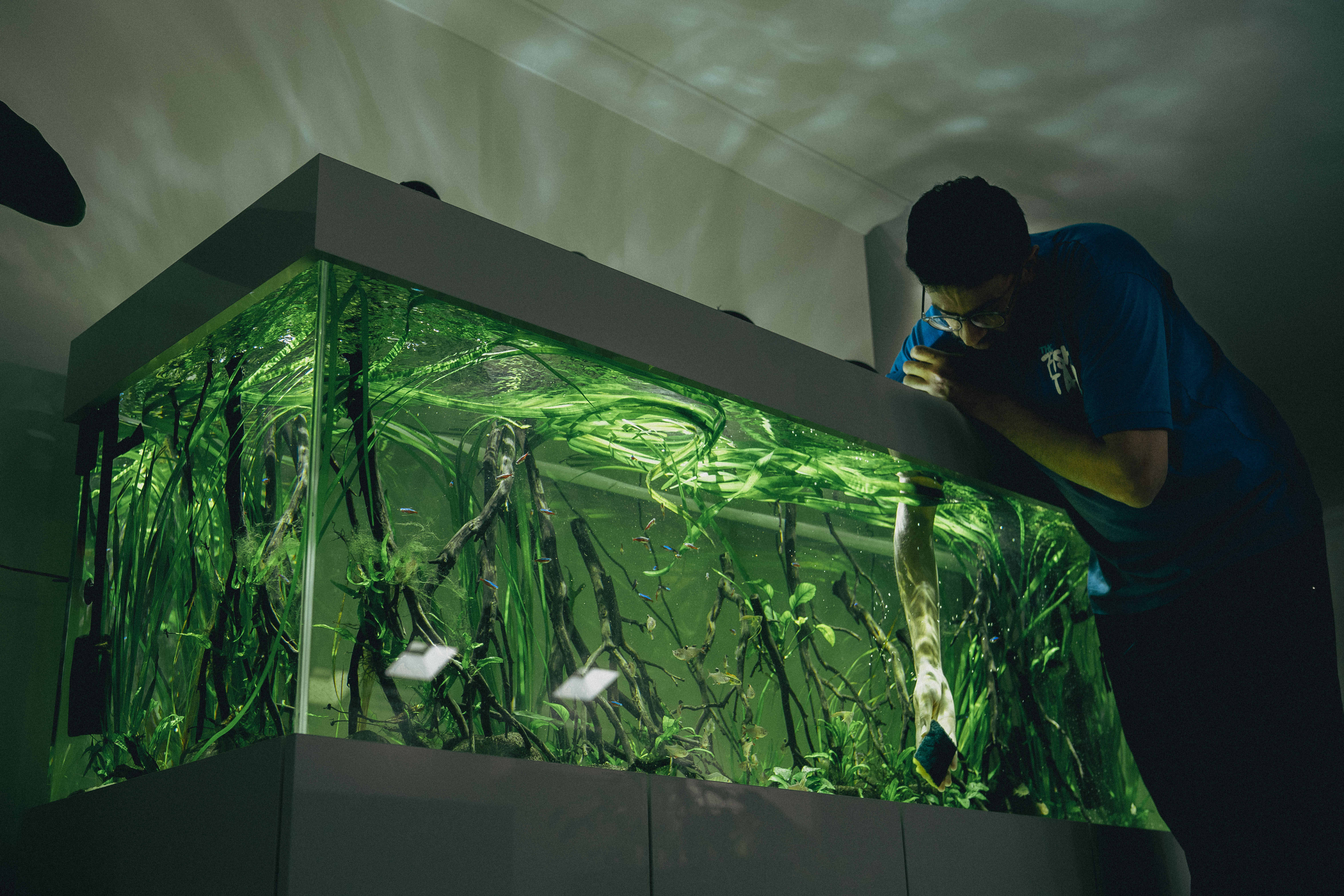 The Beginning - Dentist Tank